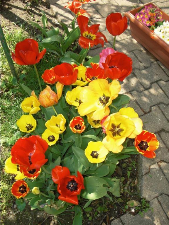 Au Saint Roch - Hotel Et Jardin Avinyon Dış mekan fotoğraf